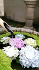 紫陽花手水鉢