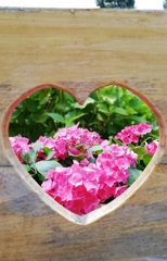 ハートの窓から紫陽花