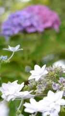 紫陽花④