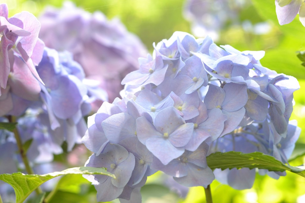 紫陽花②