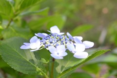 紫陽花③