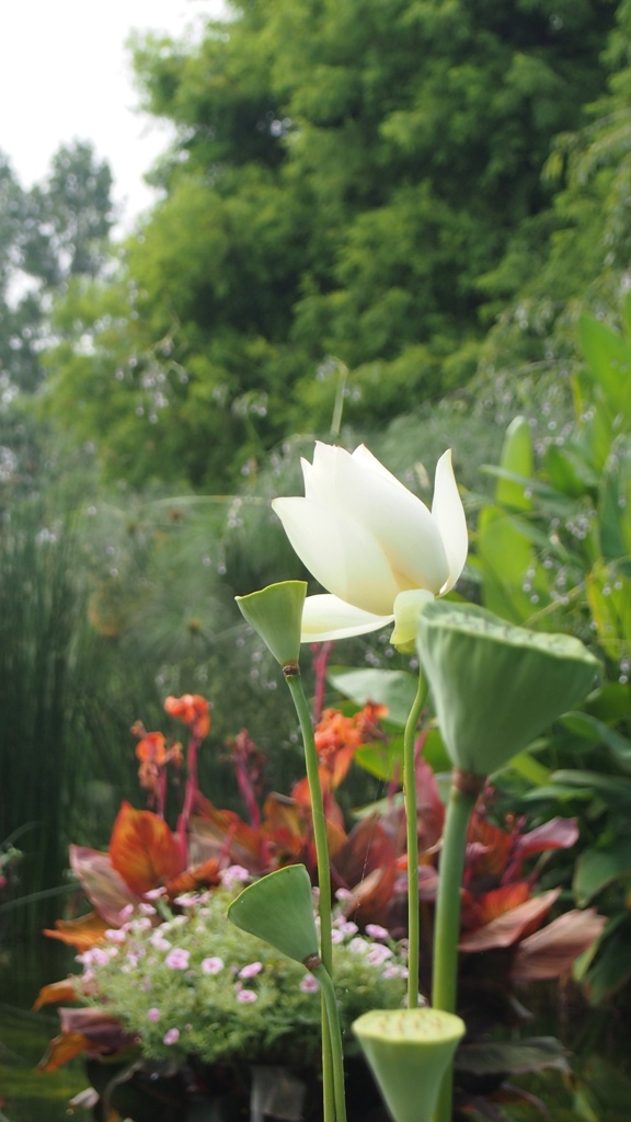 琵琶湖水生植物園にて