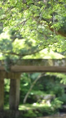 日吉大社①