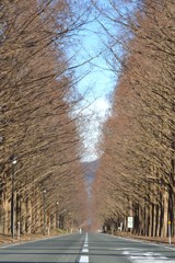 早朝のセコイア並木2