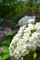 八重紫陽花