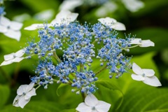 額紫陽花
