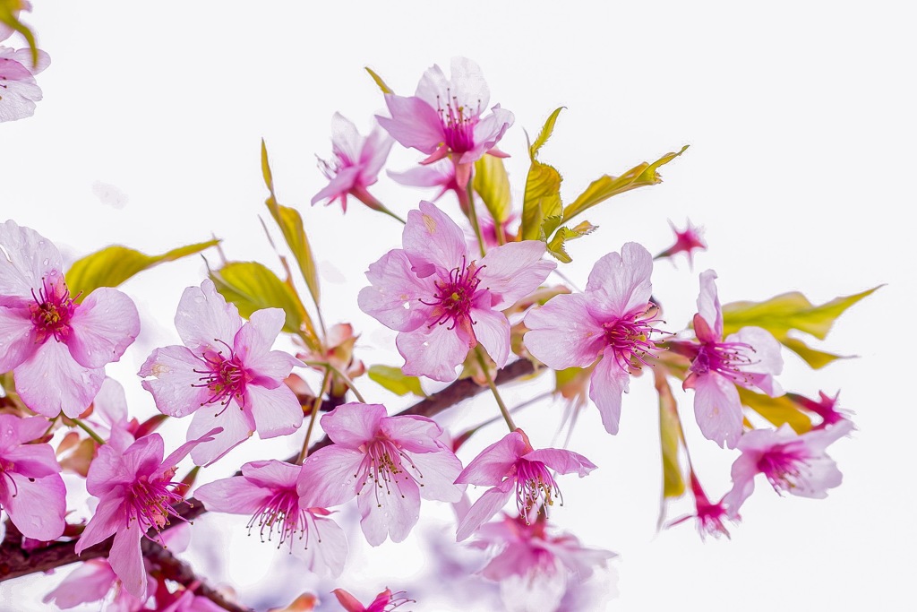 終わりかけの河津桜…