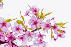 終わりかけの河津桜…