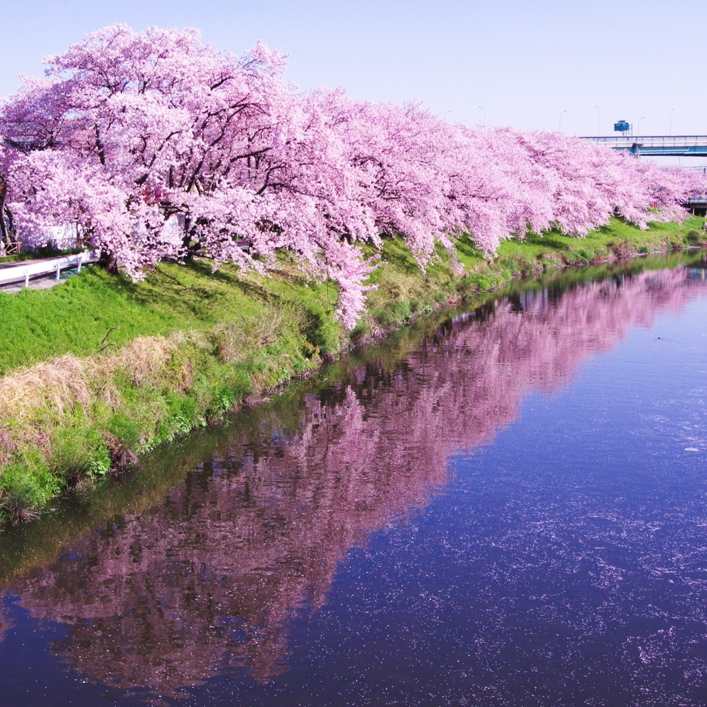 清洲城②