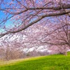 木曽川背割堤の桜並木①