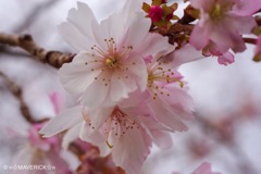 寒風の寒桜