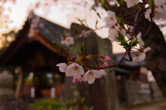 夕景①
