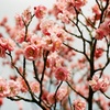花梅まつり