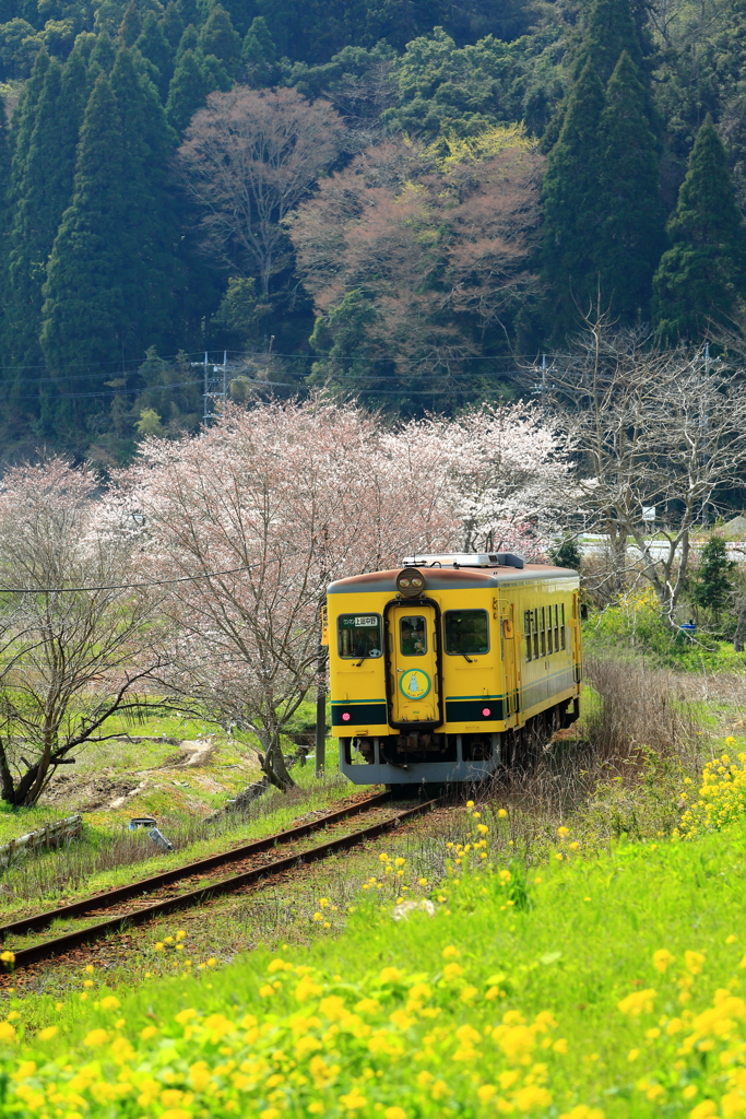 菜の花列車　＃４