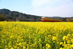 菜の花列車　＃１