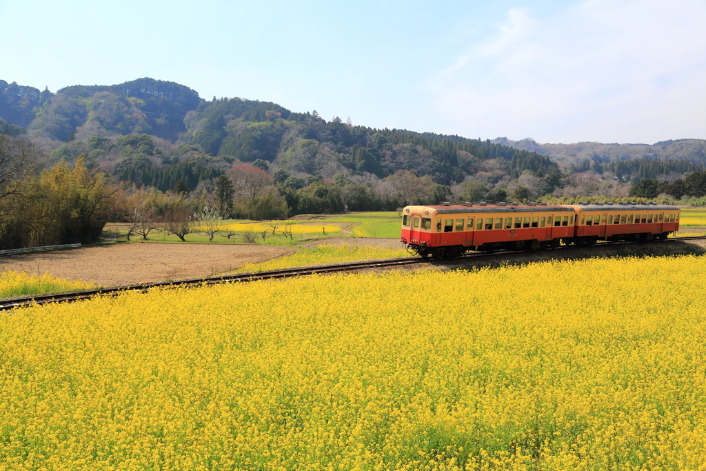 菜の花列車　＃３