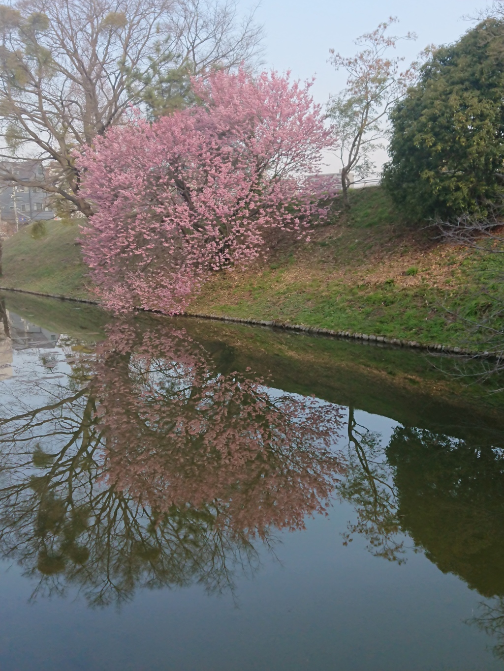 水面に浮かぶ梅