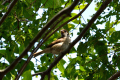 野鳥公園にて