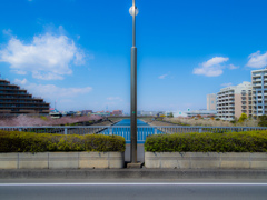 浦安昼景 境川沿いの2色の桜