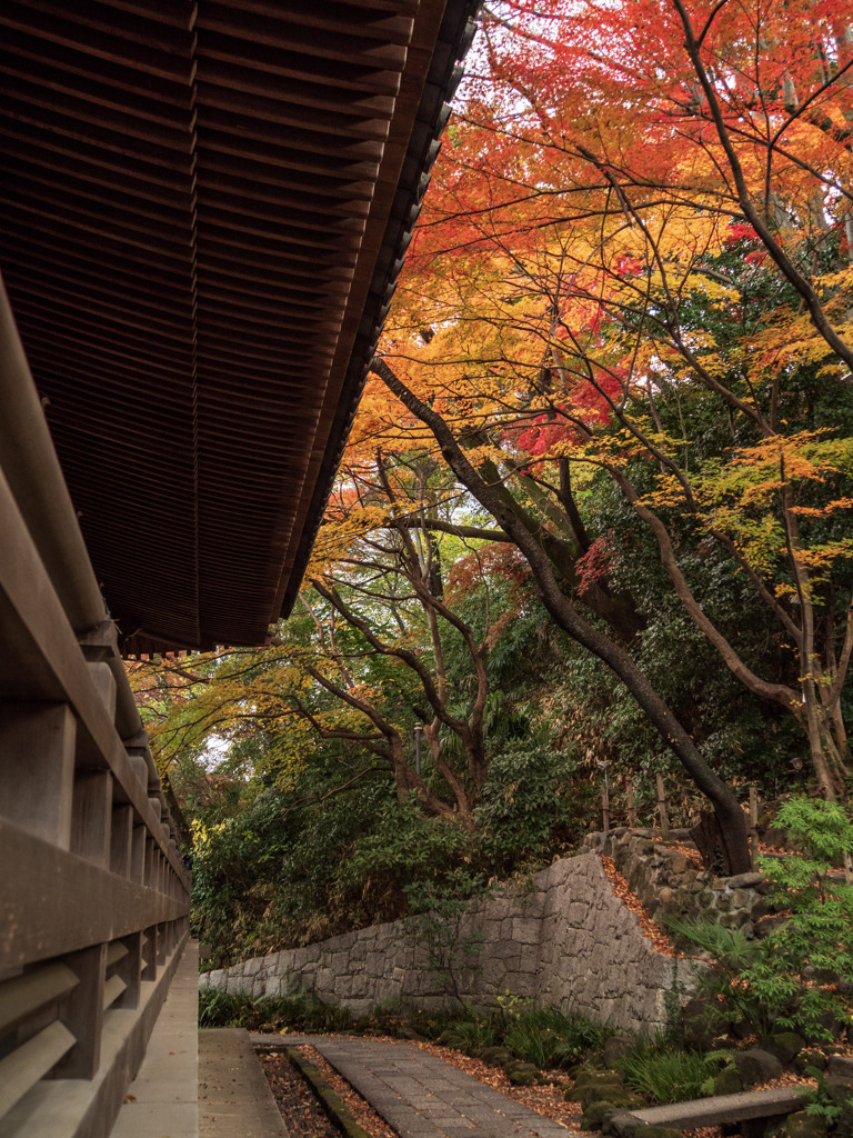 高幡不動尊の紅葉