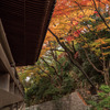 高幡不動尊の紅葉