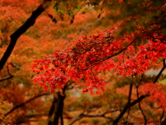 紅葉(日比谷公園)