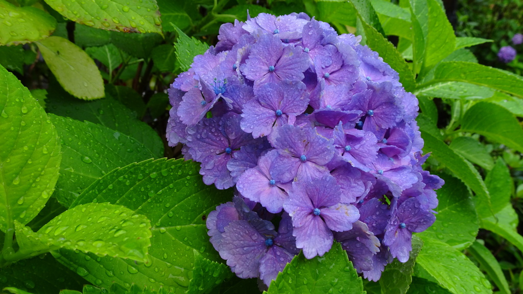 雨の紫陽花(新浦安)