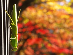 カマキリと紅葉
