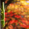 カマキリと紅葉