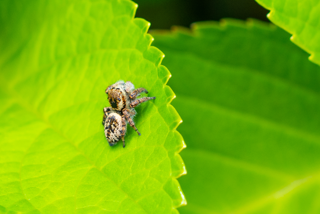 蜘蛛もかわいい By くるるぐんそー Id 写真共有サイト Photohito