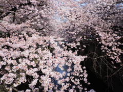 桜一面