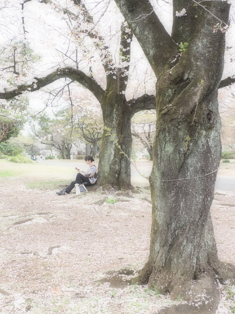 桜の下で