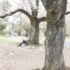 桜の下で
