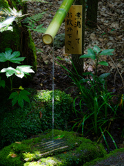 お水をどうぞ。