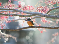 カワセミさん