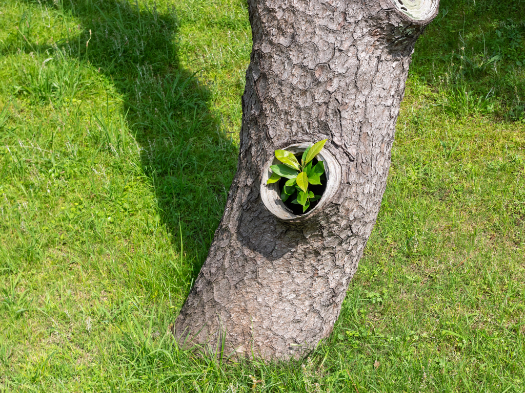 Tree in Tree 2