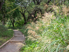 ススキと山道