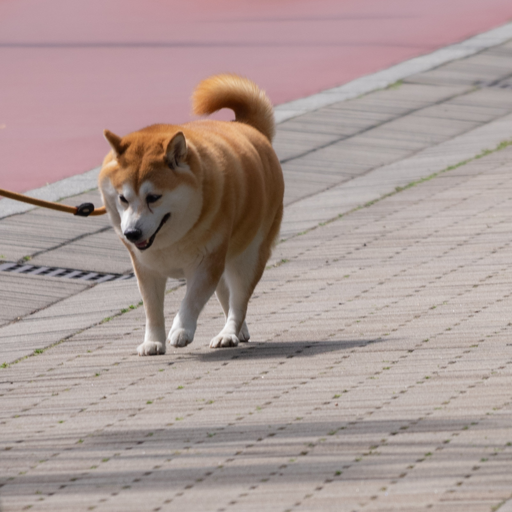 お疲れ犬