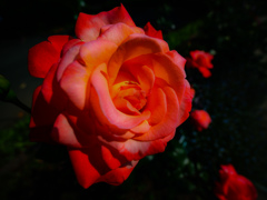 赤薔薇