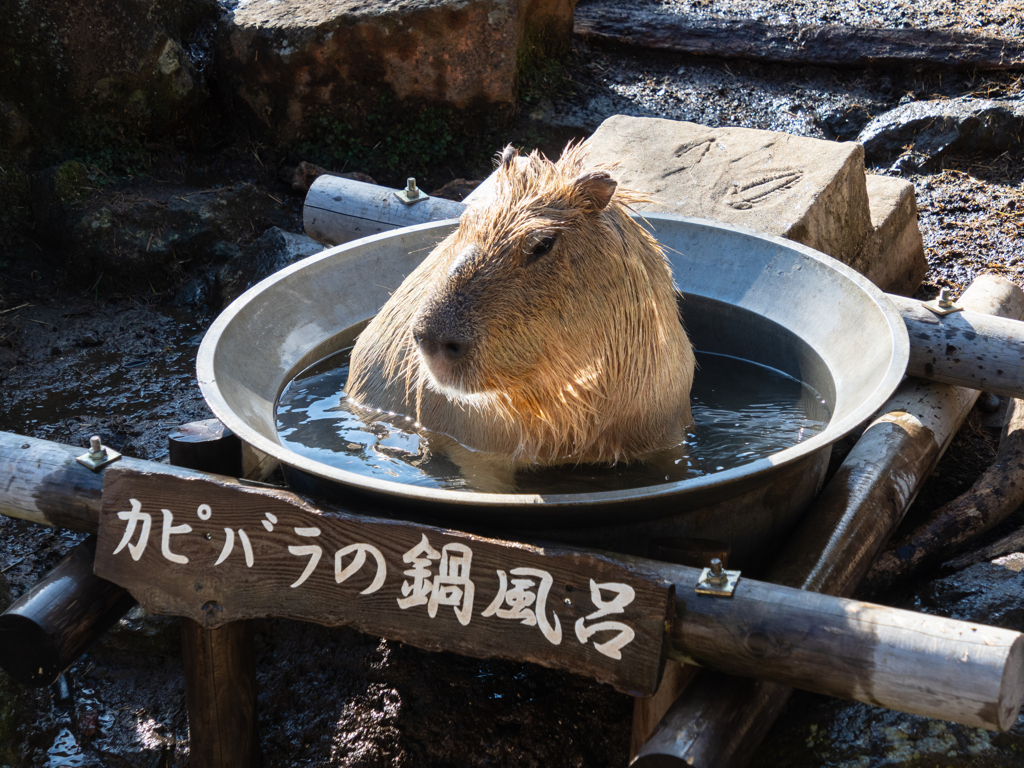 カピバラ鍋