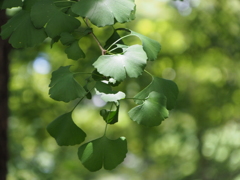 緑イチョウ(日比谷公園)