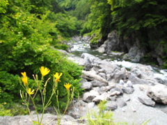 花と渓谷と老夫婦(鳩ノ巣渓谷)