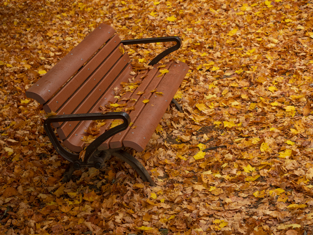 イエローカーペット