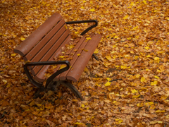 イエローカーペット