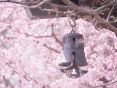 桜に囲まれて