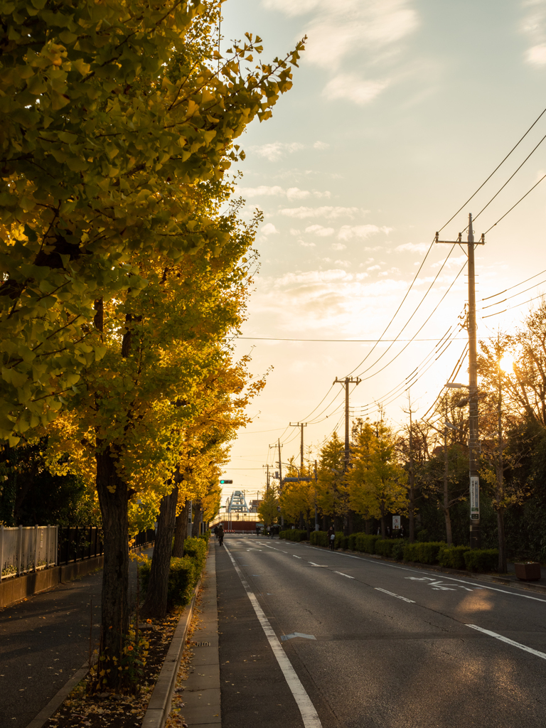 夕光に照らされて