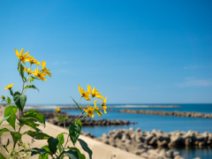 日本海と花