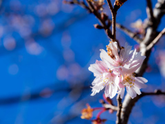 十月桜