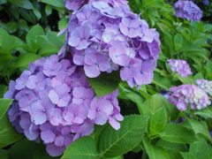 紫陽花(新浦安)