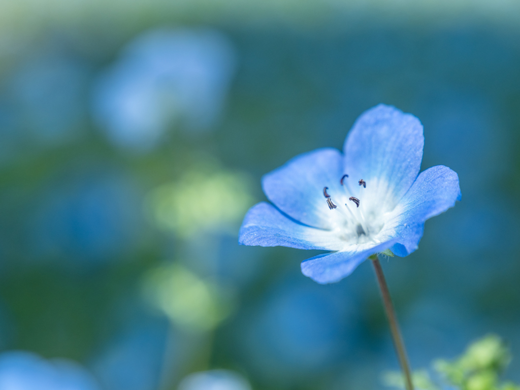 春の青い花 By くるるぐんそー Id 写真共有サイト Photohito